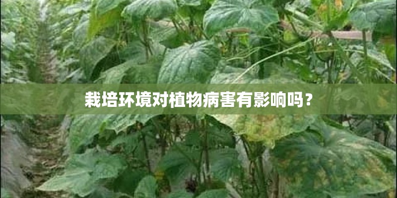 栽培环境对植物病害有影响吗？