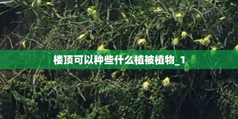楼顶可以种些什么植被植物_1
