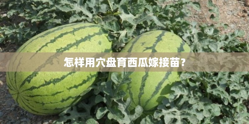 怎样用穴盘育西瓜嫁接苗? 怎样用穴盘育西瓜嫁接苗?