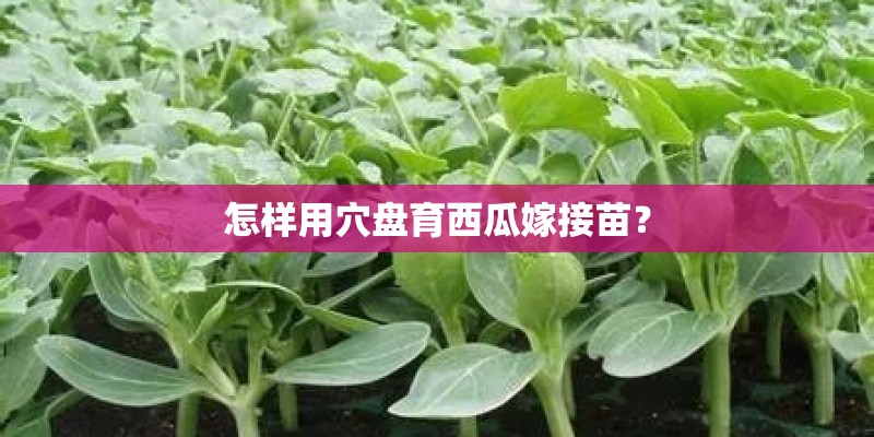 怎样用穴盘育西瓜嫁接苗? 怎样用穴盘育西瓜嫁接苗?