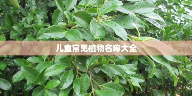 儿童常见植物名称大全