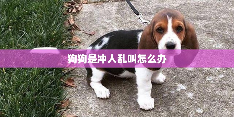 狗狗是冲人乱叫怎么办