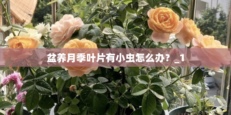 盆养月季叶片有小虫怎么办？_1