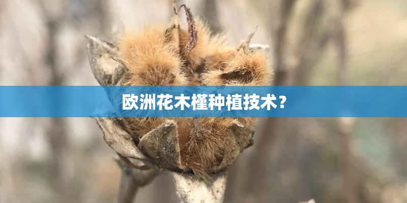 欧洲花木槿种植技术？