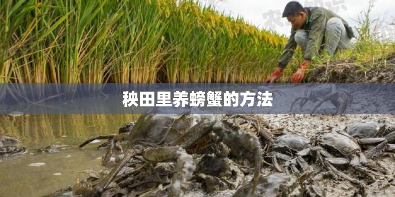 秧田里养螃蟹的方法