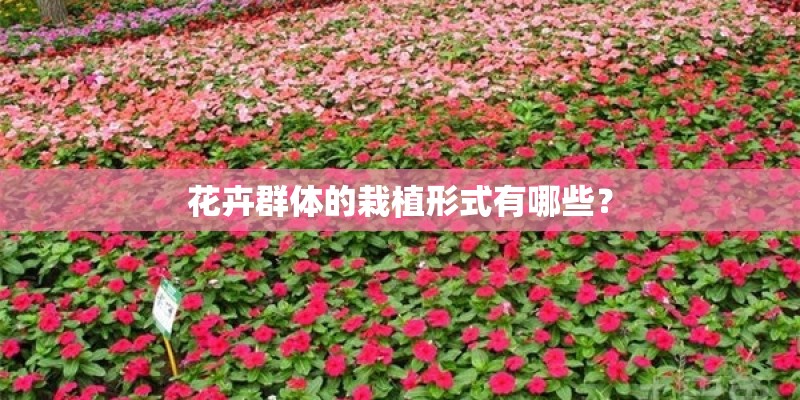 花卉群体的栽植形式有哪些? 花卉群体的栽植形式有哪些?