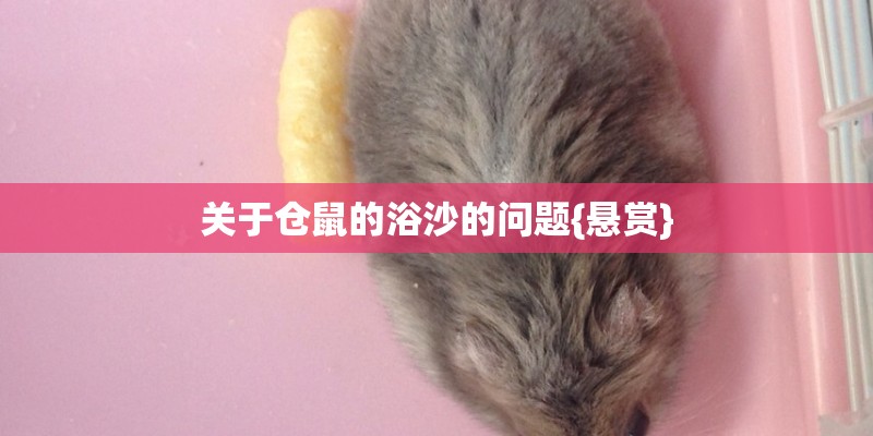 关于仓鼠的浴沙的问题{悬赏} 关于仓鼠的浴沙的问题{悬赏}