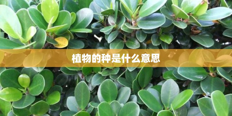 植物的种是什么意思 植物的种是什么意思