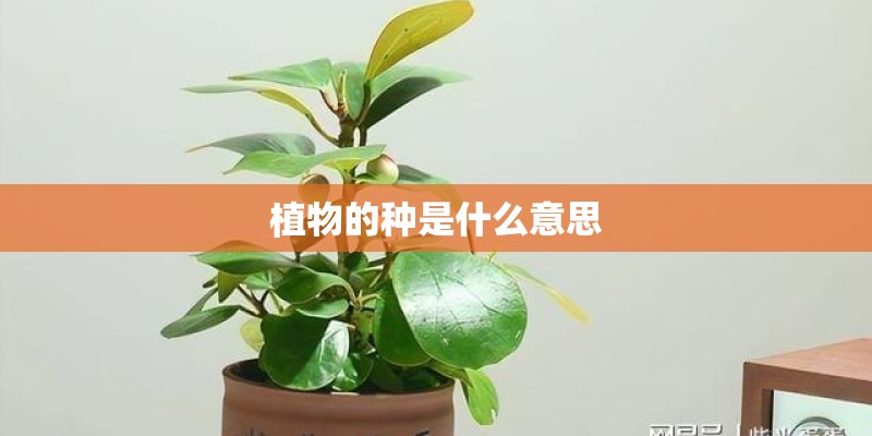 植物的种是什么意思 植物的种是什么意思