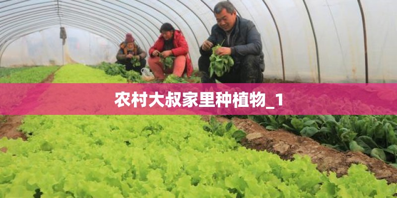 农村大叔家里种植物_1 农村大叔家里种植物_1