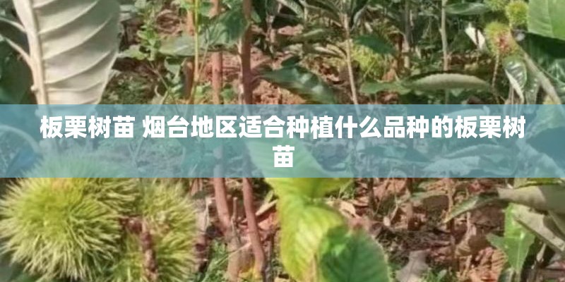 板栗树苗 烟台地区适合种植什么品种的板栗树苗