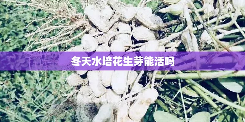 冬天水培花生芽能活吗