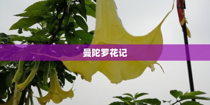 曼陀罗花记