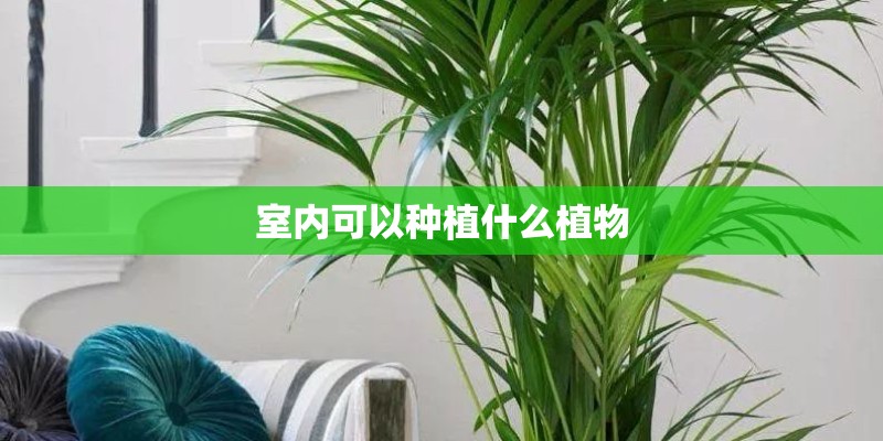室内可以种植什么植物 室内可以种植什么植物