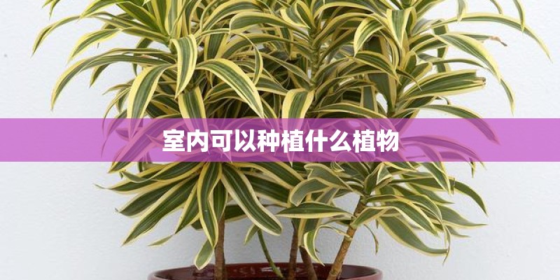 室内可以种植什么植物 室内可以种植什么植物
