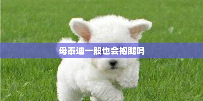 母泰迪一般也会抱腿吗 母泰迪一般也会抱腿吗