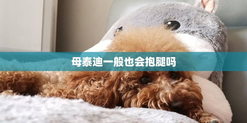 母泰迪一般也会抱腿吗 母泰迪一般也会抱腿吗