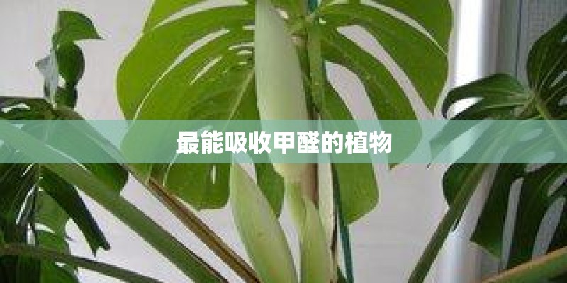 最能吸收甲醛的植物 最能吸收甲醛的植物