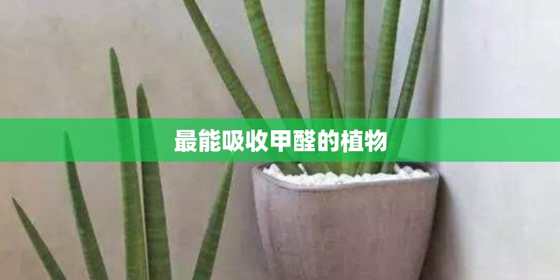 最能吸收甲醛的植物 最能吸收甲醛的植物