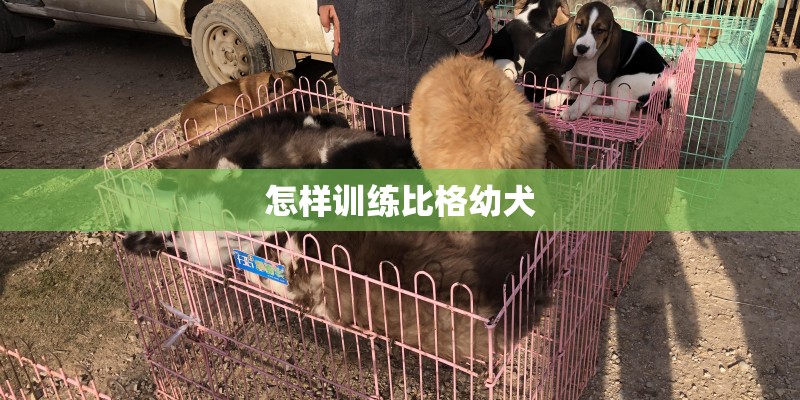 怎样训练比格幼犬