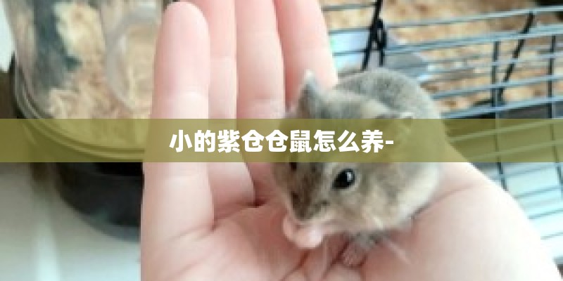 小的紫仓仓鼠怎么养- 小的紫仓仓鼠怎么养-