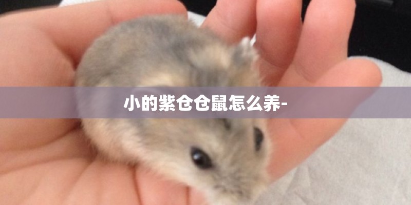 小的紫仓仓鼠怎么养- 小的紫仓仓鼠怎么养-