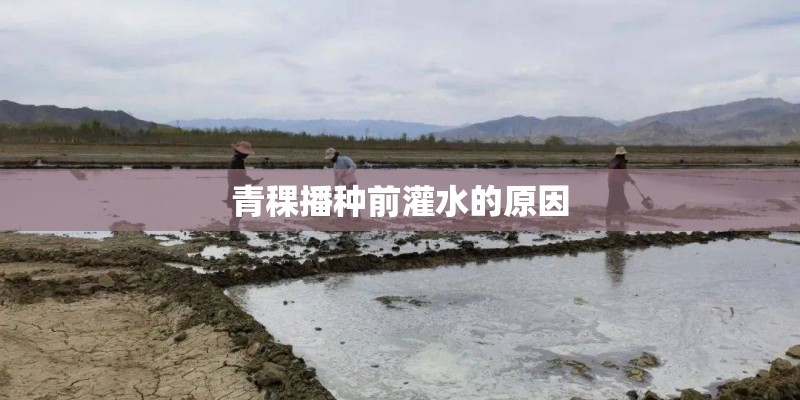 青稞播种前灌水的原因