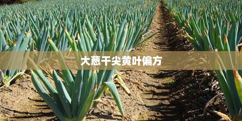 大葱干尖黄叶偏方 大葱干尖黄叶偏方