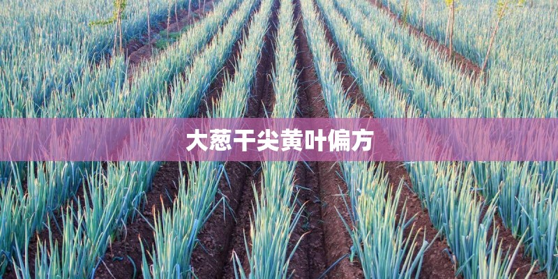 大葱干尖黄叶偏方 大葱干尖黄叶偏方