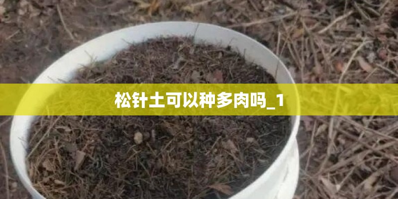 松针土可以种多肉吗_1 松针土可以种多肉吗_1