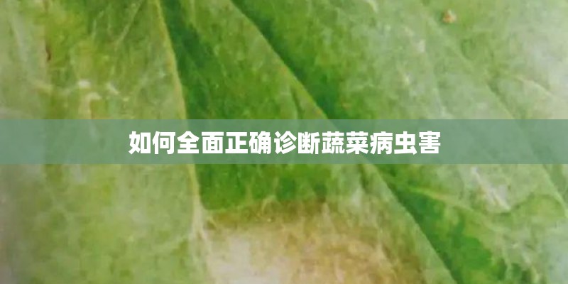 如何全面正确诊断蔬菜病虫害 如何全面正确诊断蔬菜病虫害