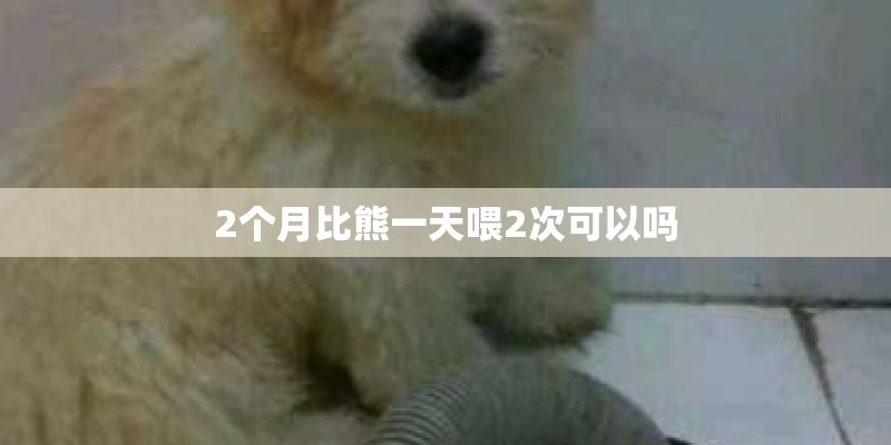 2个月比熊一天喂2次可以吗 2个月比熊一天喂2次可以吗