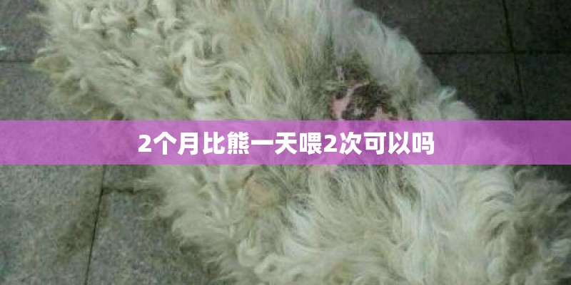 2个月比熊一天喂2次可以吗 2个月比熊一天喂2次可以吗