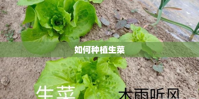 如何种植生菜 如何种植生菜