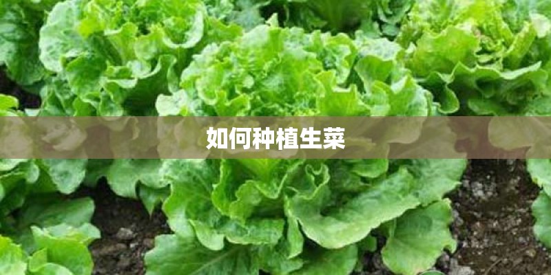 如何种植生菜 如何种植生菜