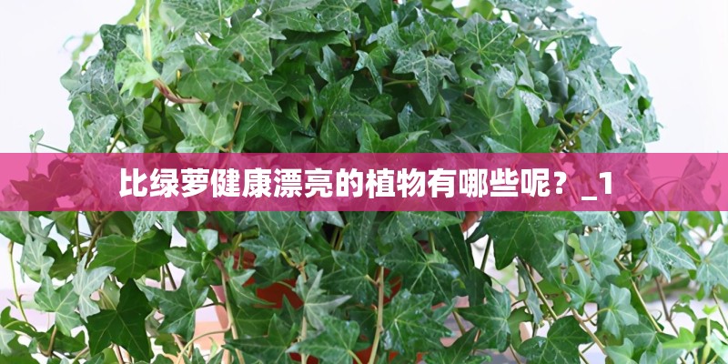 比绿萝健康漂亮的植物有哪些呢？_1