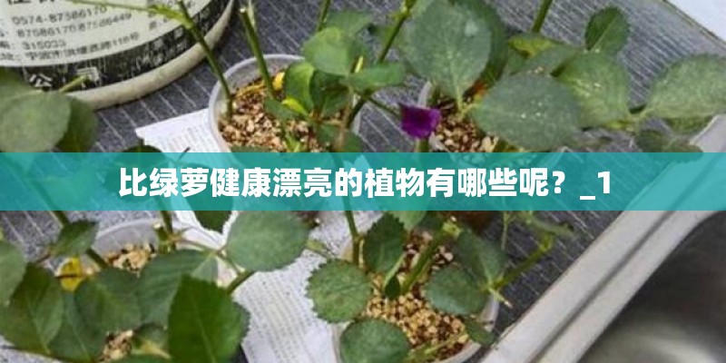 比绿萝健康漂亮的植物有哪些呢?_1 比绿萝健康漂亮的植物有哪些呢?_1