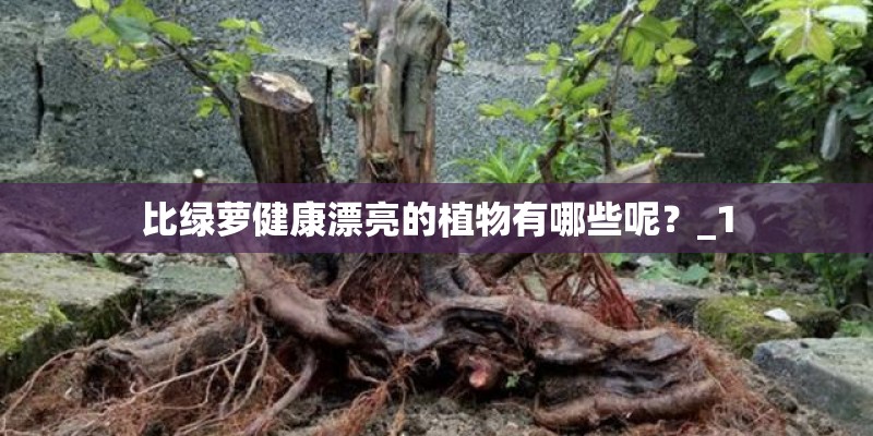 比绿萝健康漂亮的植物有哪些呢?_1 比绿萝健康漂亮的植物有哪些呢?_1