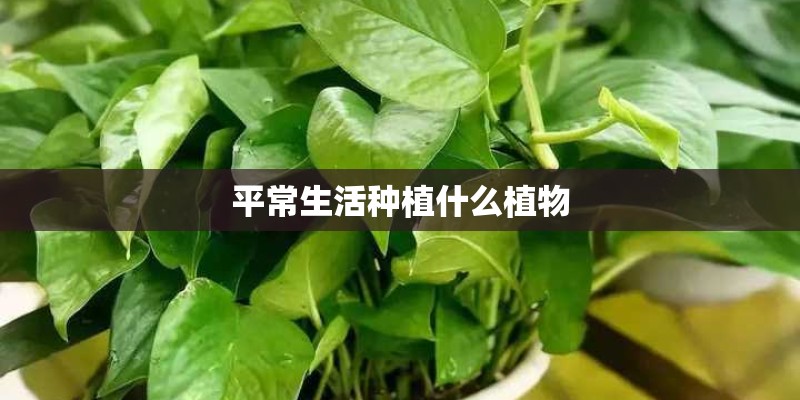 平常生活种植什么植物 平常生活种植什么植物