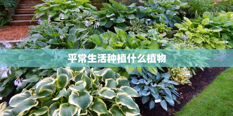 平常生活种植什么植物 平常生活种植什么植物