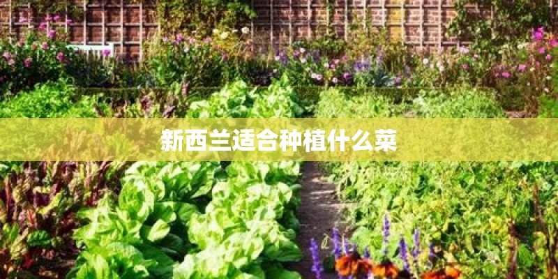 新西兰适合种植什么菜 新西兰适合种植什么菜