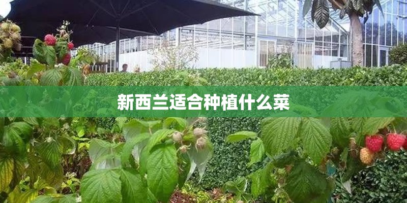新西兰适合种植什么菜 新西兰适合种植什么菜