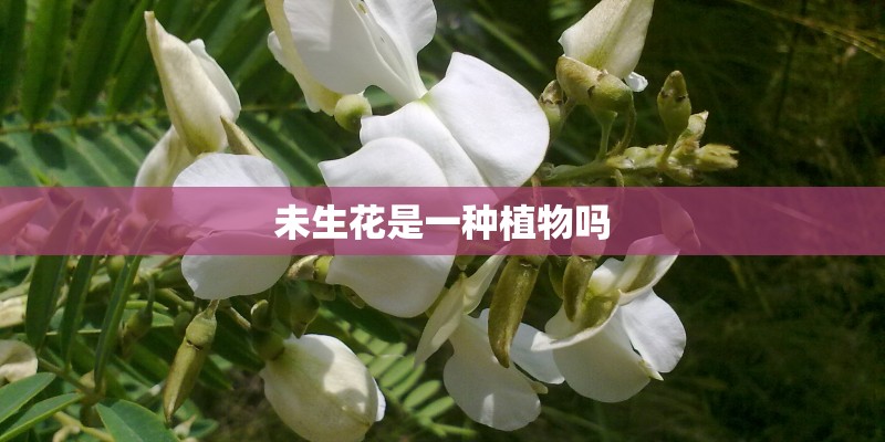 未生花是一种植物吗 未生花是一种植物吗
