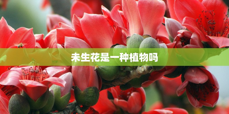 未生花是一种植物吗 未生花是一种植物吗