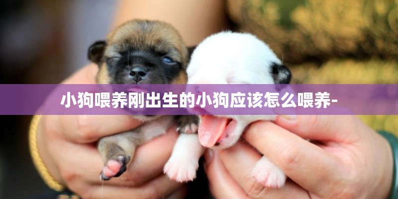 小狗喂养刚出生的小狗应该怎么喂养- 小狗喂养刚出生的小狗应该怎么喂养-