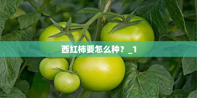 西红柿要怎么种?_1 西红柿要怎么种?_1