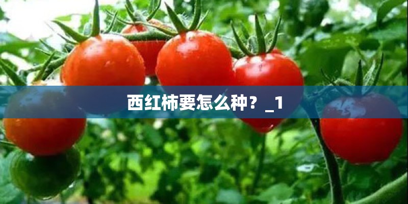 西红柿要怎么种?_1 西红柿要怎么种?_1
