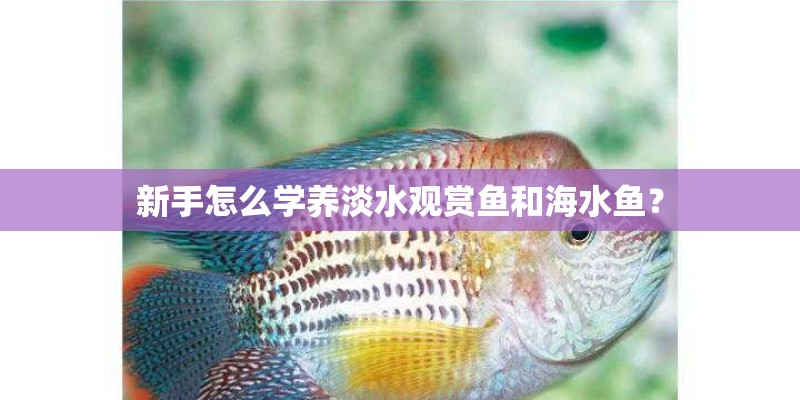 新手怎么学养淡水观赏鱼和海水鱼? 新手怎么学养淡水观赏鱼和海水鱼?