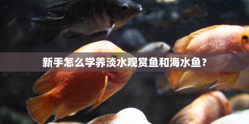 新手怎么学养淡水观赏鱼和海水鱼? 新手怎么学养淡水观赏鱼和海水鱼?