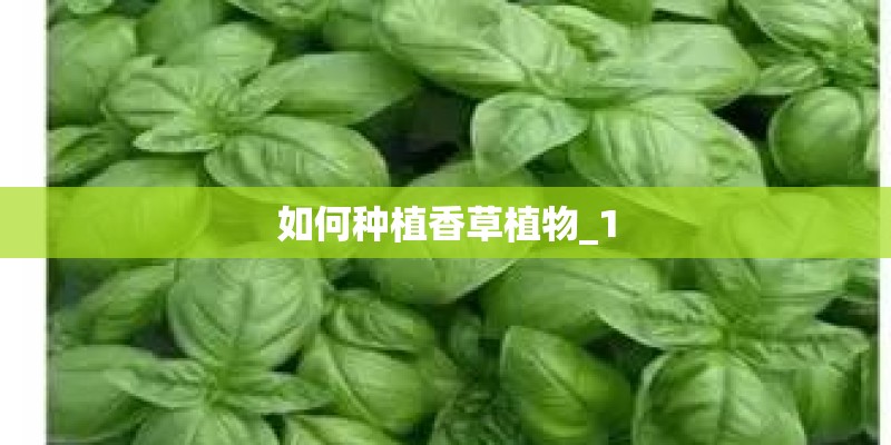 如何种植香草植物_1 如何种植香草植物_1